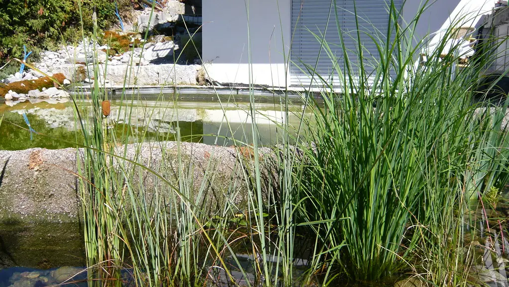 N1SA Pond